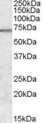 Anti-MARK2 Goat Polyclonal Antibody