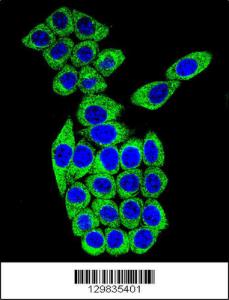 Anti-MESDC2 Rabbit Polyclonal Antibody (AP (Alkaline Phosphatase))