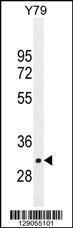 Anti-LRRC46 Rabbit Polyclonal Antibody (FITC (Fluorescein Isothiocyanate))