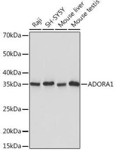 Antibody A305340-100 100 µl