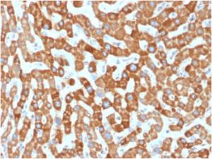 Immunohistochemical analysis of formalin-fixed, paraffin-embedded human liver using Anti-Prohibitin Antibody [PHB/1881]