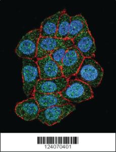 Anti-GPR142 Rabbit Polyclonal Antibody [clone: 149CT17.5.2]