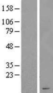 Anti-FOXP3 Mouse Monoclonal Antibody [clone: 3G3]