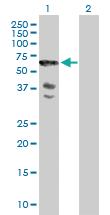 Anti-SCHIP1 Mouse Polyclonal Antibody