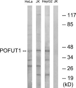 Anti-POFUT1 antibody