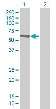 Anti-TOE1 Mouse Polyclonal Antibody