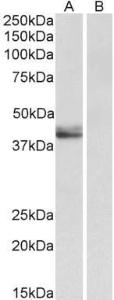 Antibody A85188-100 100 µg