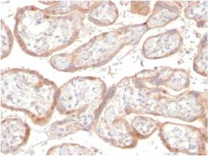 Immunohistochemical analysis of formalin-fixed, paraffin-embedded human placenta tissue using Anti-IGFBP3 Antibody [IGFBP3/3517] at 2 µg/ml