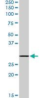 Anti-MTHFD2L Goat Polyclonal Antibody