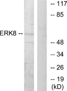 Western blot analysis of lysates from HepG2 cells using Anti-ERK8 Antibody. The right hand lane represents a negative control, where the antibody is blocked by the immunising peptide