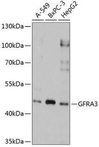 Anti-GFR alpha 3/GFRA3 antibody