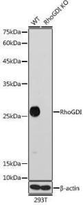 Western blot analysis of extracts from wild type (WT) and RhoGDI knockout (KO) 293T cells, using Anti-RhoGDI Antibody [ARC0629] (A309147) at 1:1000 dilution. The secondary Antibody was Goat Anti-Rabbit IgG H&L Antibody (HRP) at 1:10000 dilution