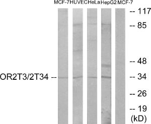 Antibody anti-OR2T3 OR2T34 100 µg