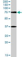 Anti-NRG3 Goat Polyclonal Antibody