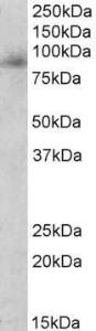 Anti-MPO Antibody (A83524) (0.3 µg/ml) staining of Human Peripheral Blood Lymphocyte lysate (35 µg protein in RIPA buffer). Primary incubation was 1 hour. Detected by chemiluminescence