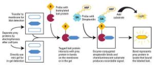 Far-western blot kit for biotinylated proteins, Pierce™