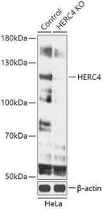 Anti-HERC4 Rabbit Polyclonal Antibody