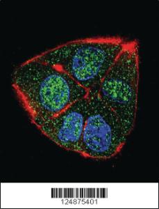 Anti-IFT88 Rabbit Polyclonal Antibody