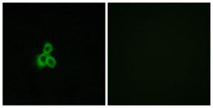 Immunofluorescence analysis of MCF7 cells using Anti-OR2T2 + OR2T35 Antibody The right hand panel represents a negative control, where the antibody was pre-incubated with the immunising peptide