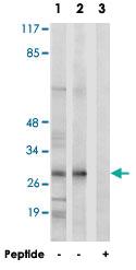 Anti-MRPL47 Rabbit Polyclonal Antibody