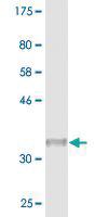 Anti-SNRPG Mouse Monoclonal Antibody [clone: 2F1-1F12]