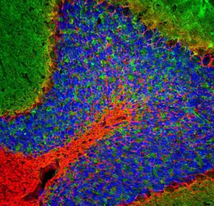 Immunofluorescent analysis of rat cerebellum section stained using Anti-68kDa Neurofilament Antibody (A270580), at a dilution of 1:5000, in red