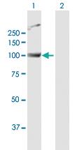 Anti-PWP2 Rabbit Polyclonal Antibody