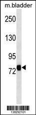 Anti-LRRC4C Rabbit Polyclonal Antibody (APC (Allophycocyanin))