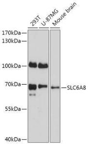 Western blot analysis of extracts of various cell lines, using Anti-SLC6A8 Antibody (A309148) at 1:1,000 dilution