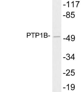 Western blot analysis of lysates from HeLa cells using Anti-PTP1B Antibody