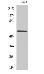 Western blot analysis of various cells using Anti-ERK8 Antibody