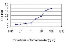 Anti-NFX1 Mouse Monoclonal Antibody [clone: 1D12]