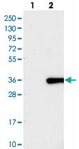 Anti-FAM167A Rabbit Polyclonal Antibody