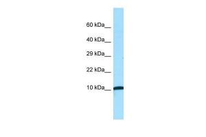 Anti-NDUFA1 Rabbit Polyclonal Antibody