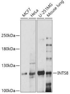 Western blot analysis of extracts of various cell lines, using Anti-FLJ20530 Antibody (A305342) at 1:1,000 dilution The secondary antibody was Goat Anti-Rabbit IgG H&L Antibody (HRP) at 1:10,000 dilution Lysates/proteins were present at 25 µg per lane