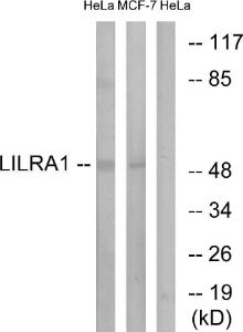 Anti-LILRA1 Rabbit Polyclonal Antibody