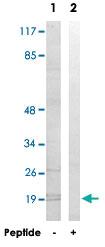 Anti-MRPL51 Rabbit Polyclonal Antibody