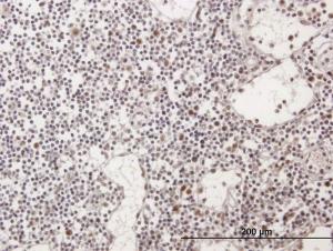 Anti-TOE1 Mouse Polyclonal Antibody