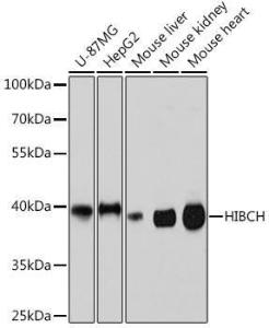 Western blot analysis of extracts of various cell lines, using Anti-HIBCH Antibody (A93236) at 1:3,000 dilution