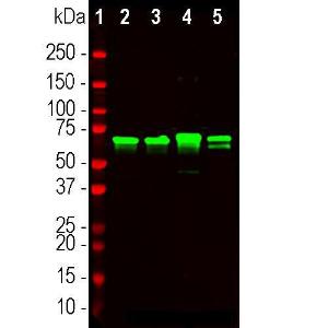 Western blot analysis of different tissue lysates using Anti-68kDa Neurofilament Antibody (A270580), at a dilution of 1:20000, in green