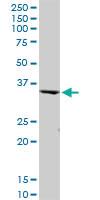 Anti-PEX19 Mouse Polyclonal Antibody