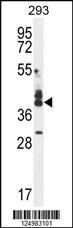 Anti-CUZD1 Rabbit Polyclonal Antibody