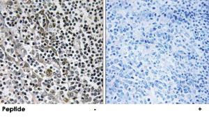 Anti-MRPL51 Rabbit Polyclonal Antibody