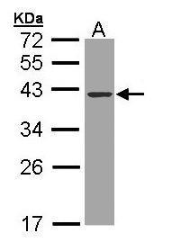 Anti-DNASE1 Rabbit Polyclonal Antibody