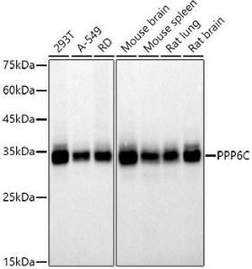 Antibody A305343-100 100 µl