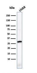 Western blot analysis of human liver tissue lysate using Anti-Prohibitin Antibody [PHB/1881]