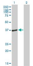 Anti-PEX19 Mouse Polyclonal Antibody