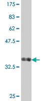 Anti-CUL5 Mouse Polyclonal Antibody