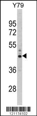 Anti-PSMD13 Rabbit Polyclonal Antibody