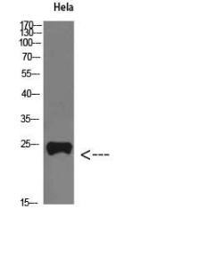 Western blot analysis of Hela cells using Anti-PTHLH Antibody